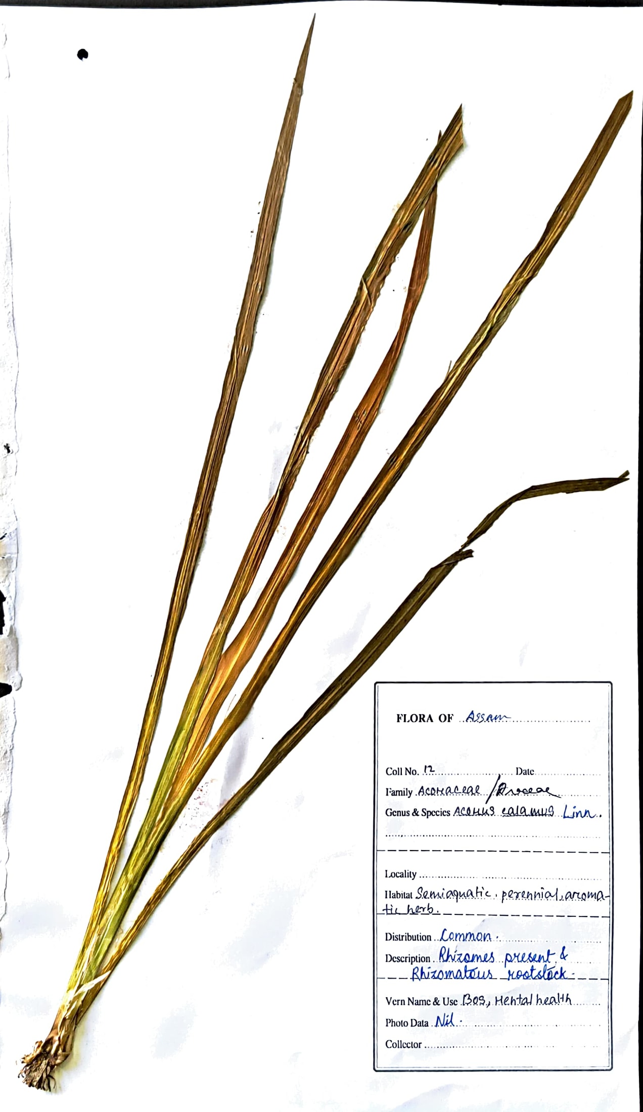 Bos (Ass.) (Herbarium)